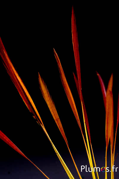 Faisan doré queue strippée - 15-20 cm - jaune-rouge